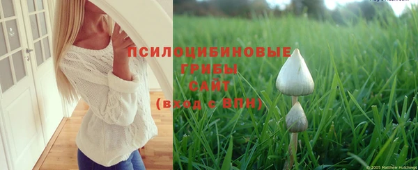 стаф Богданович